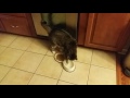 My cat makes her own wet food