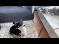 Corgi Crying For His Toy Toy