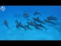 Underwater Experience 4K (ULTRA HD) 🐠- Coral Reefs and Colorful Sea Life - Relaxing Music