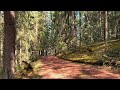 April Awakening: A 4K Stroll Through the Sunlit Forest