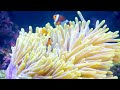 Under Red Sea 4K - Beautiful Coral Reef Fish - Healing Music For The Heart & Blood Vessels #2