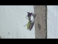 Mantis eating cricket