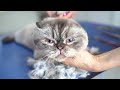 FURIOUS CAT GROOMING❤️🐱needed the Cat astronaut muzzle
