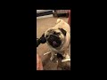 Made your day with these funny and cute Pug Puppy Videos Compilation