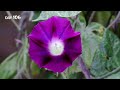 Growing Morning Glory Plant Time Lapse - Seed To Flower (114 Days)