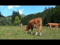 Amazing Bavaria 🗻 Relax with Cowbells and Wonderful Mountain Scenery  🐄⛰️ Stunning Nature in 4K