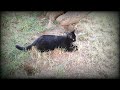 Random cat video [Part 2]