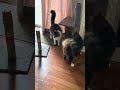 Kitties are at it again