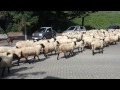 Sheep marching on through the streets [Heerlen]