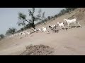 Goats goats goats