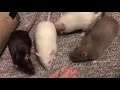 Rat Highlight - 2019 Rats!
