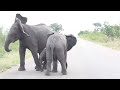 Baby Elephant struggling with this long thing on his face... Cuteness overload!!