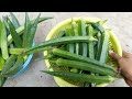 भिन्डी कैसे लगाए|Bhindi kaise ugaye|Bhindi kaise lagaen|How to Grow Okra/lady finger|Bhindi ki kheti