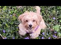 Yorkie Mixes | Top 10 Cutest