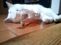マタタビ酒を抱える白猫
