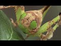 Tiny Titans - The Fascinating World of Insects | Free Documentary Nature