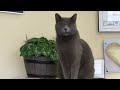 Smokey the Greeter Cat