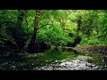 FOREST RIVER SOUNDS, BEAUTIFUL BIRDSONG, RELAXING NATURE SOUNDS