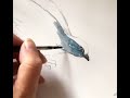 Painting bluebird