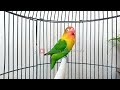 JANGAN TUNGGU, PUTAR SAJA,! LABET MACETAN PASTI BUNYI, LOVEBIRD NGEKEK PANJANG AMPUH BUAT PANCINGAN