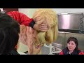 Grooming Stan the Labradoodle | Kitty Talks Dogs - TRANSGROOM