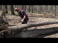 Clearing Trees for a DREAM HOME!