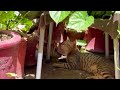 UNBELIEVABLE Cat and Bird Friendship in Mini Garden! 🐦🙀😍