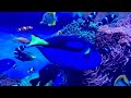 Monterey Bay Aquarium -  Monterey, CA
