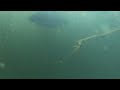 Carp filmed underwater with gopro - Karp undervattensvideo