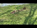 Geese and Goslings