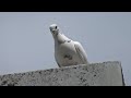 Very Pleased Pigeons