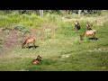 TONS of Elk in Yellowstone National Park!