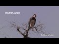 Martial Eagle call / sound