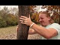 ASMR | Giving A Tree A Massage