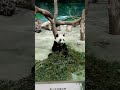 今天去台北木柵動物園🐼看我們的國寶 《圓仔》🐼 希望丫丫寶貝早日平安回國🐼