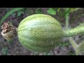 아기 수박이 열린모습.. Growing Watermellon..수박재배하기..种植西瓜...Jeonju ..全州市....North Jeollado....全羅北道.....KOREA