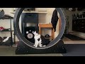 BASTET and her new exercise wheel!!!