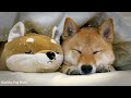 3 HOURS of Deep Separation Anxiety Music for Dog Relaxation! Helped 4 Million Dogs Worldwide! NEW!
