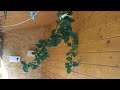 Budgies singing and chiping, having fun with apple leafs, nature sound