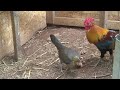 Nha Red Junglefowl