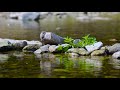 Calming Sound of a Small Stream: Relaxing Sounds, Sleeping Sounds