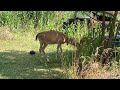 Whitetail Deer Triplets Beautiful Sight @ The Hillbilly Hoarder