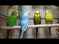 New filming of cute pet birds singing their hearts out.  Recordings of home parakeets chirping.