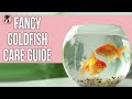 Top 10 Fancy Goldfish: A Complete Guide for Beginners
