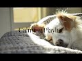 [ Playlist ] 강아지와 함께 듣는 편안한 음악 🐾🐕