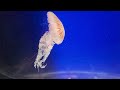 Beauty jellyfish