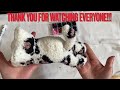 How To Make A Cat From Sock/DIY Crafts /DIY Cute Cat Plushie Easy Tutorial/Sock Kitty Toy For Kids