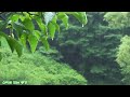 싱그러운 자연, 집중력 향상, 빗소리ASMR | Refreshing nature, calming mind, improving concentration, rain sound ASMR