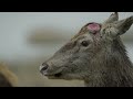 Red Deer: Hidden Cameras Capture Rare Moments | Full Wildlife Documentary