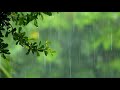 Rainforest Rain Sounds for Sleeping or Studying 🌧️ White Noise Rains 10 Hours